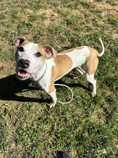 CRICKET - American Staffordshire Terrier / Eurasier available for adoption