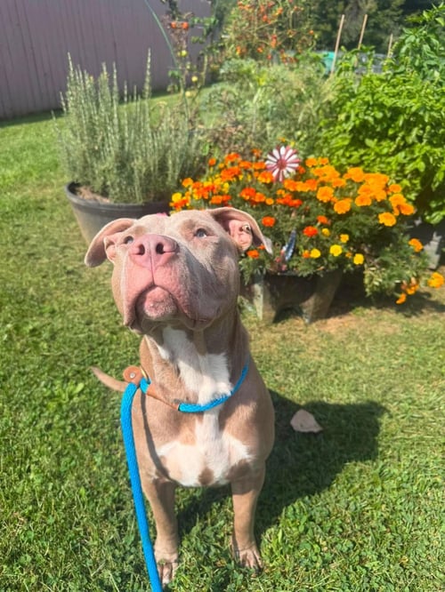 BRICKS - American Staffordshire Terrier available for adoption
