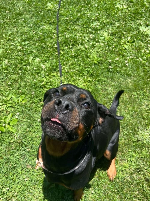 KAI - Rottweiler available for adoption