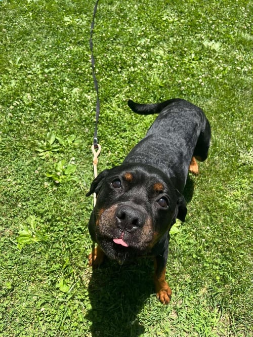 KAI - Rottweiler available for adoption