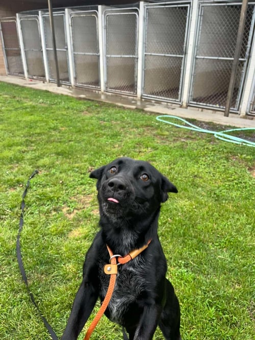 JADE - Labrador Retriever / Eurasier available for adoption