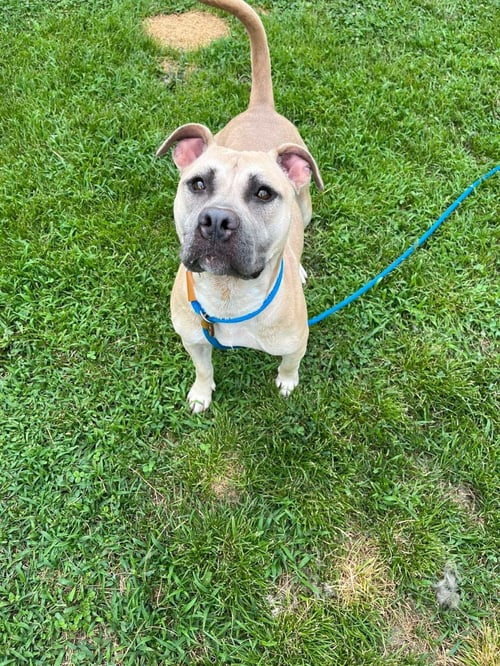 ATHENA - American Staffordshire Terrier available for adoption