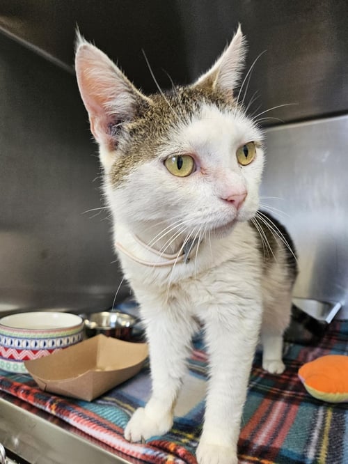 GYOZA - Domestic Short Hair available for adoption