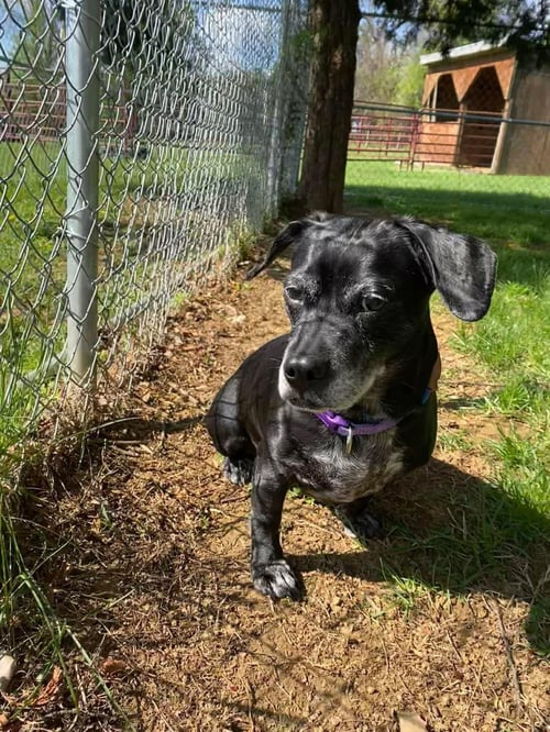 DAISY - Dachshund / Labrador Retriever available for adoption