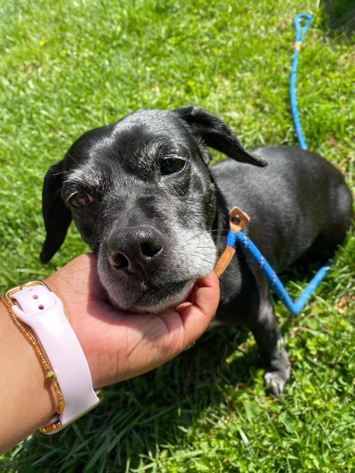 DAISY - Dachshund / Labrador Retriever available for adoption