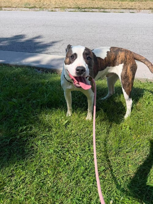 CURRY - American Staffordshire Terrier available for adoption