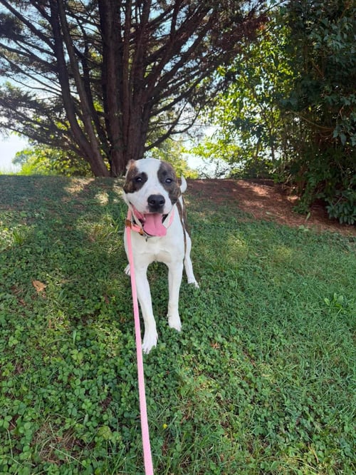 CURRY - American Staffordshire Terrier available for adoption