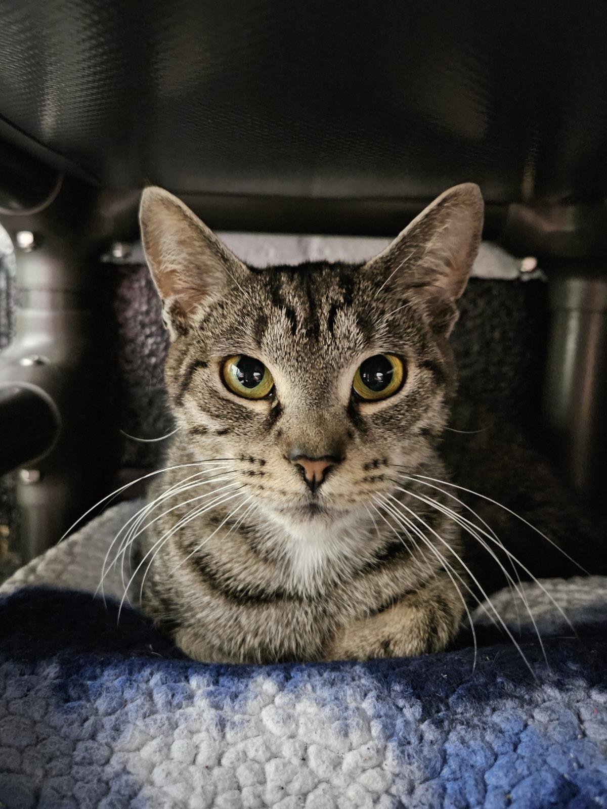 DUCKY ISOPOD - Domestic Short Hair available for adoption