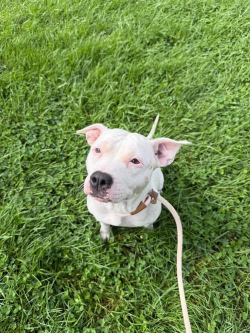 SNOW - American Staffordshire Terrier / Eurasier available for adoption