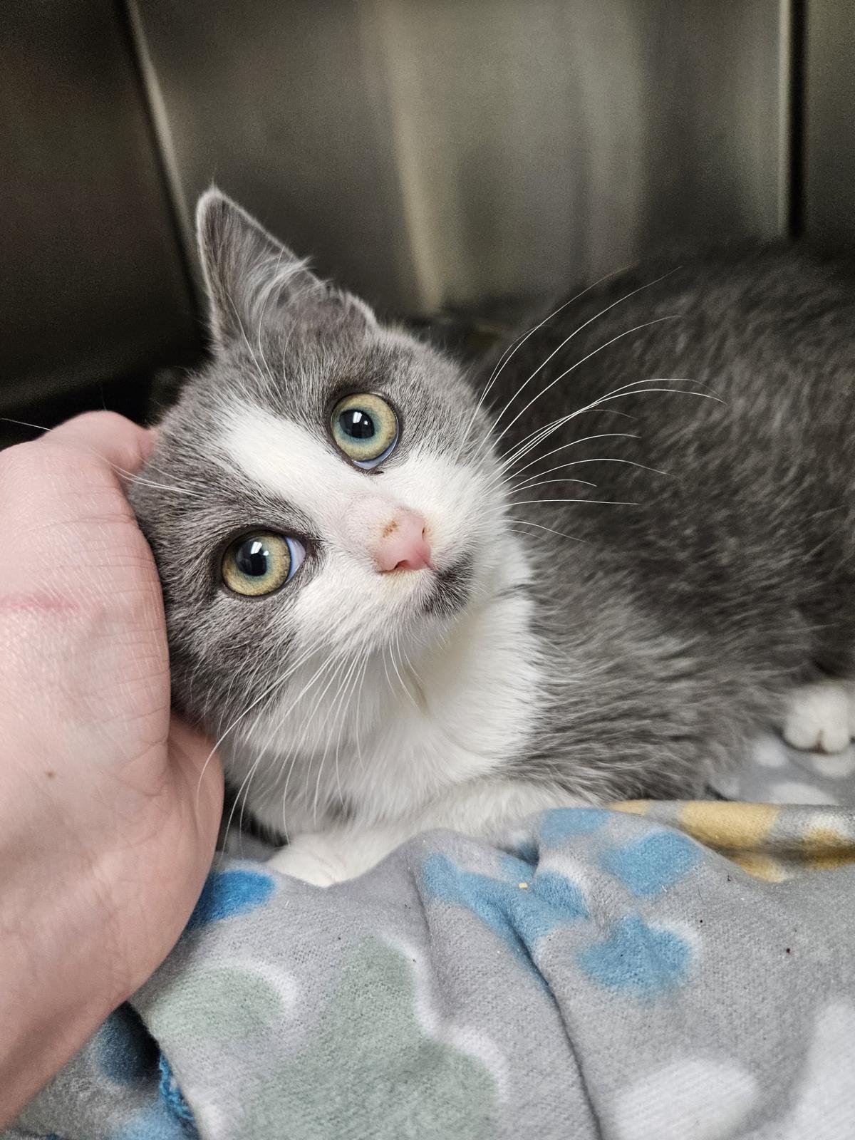 MAGNET - Domestic Short Hair available for adoption