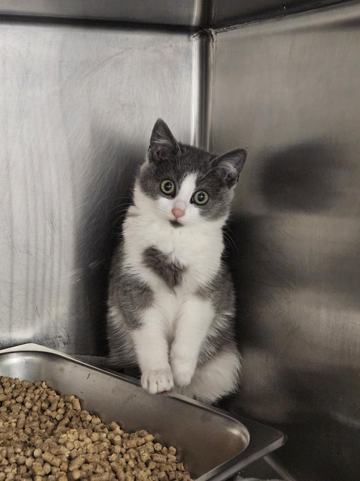 MAGNET - Domestic Short Hair available for adoption