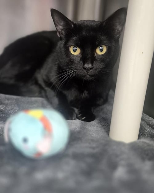 RAVEN - Domestic Short Hair available for adoption