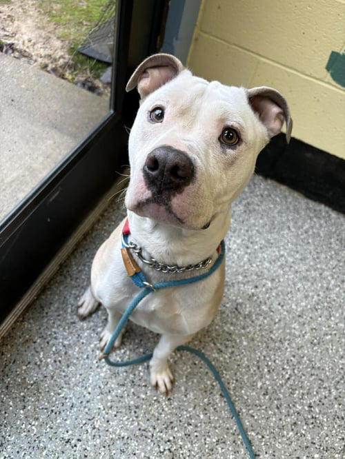 CARMELLA - American Staffordshire Terrier available for adoption