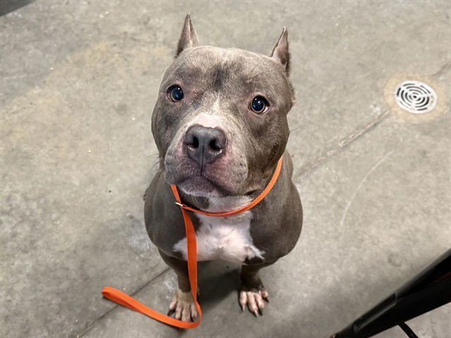 CHUCK ROAST - American Pit Bull Terrier available for adoption