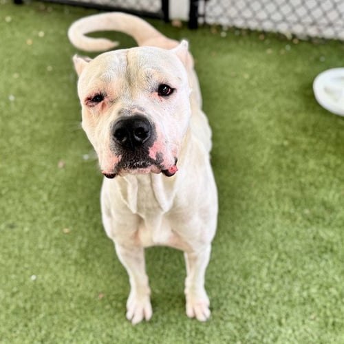 COLGATE - Dogo Argentino available for adoption