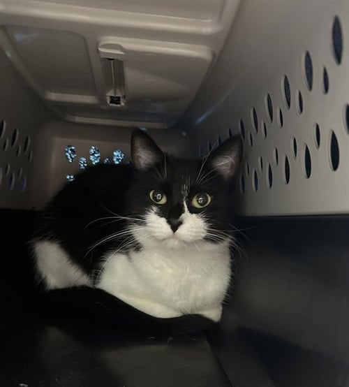 OREO - Domestic Short Hair available for adoption