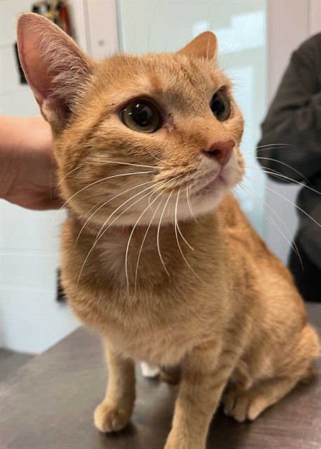 FLORA - Domestic Short Hair available for adoption