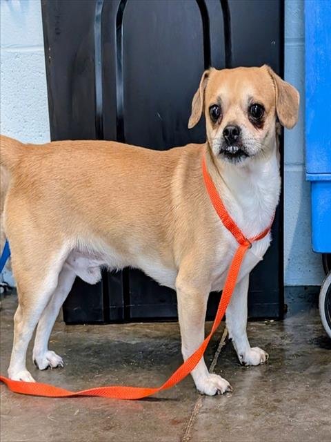 CORKEE - Pug available for adoption