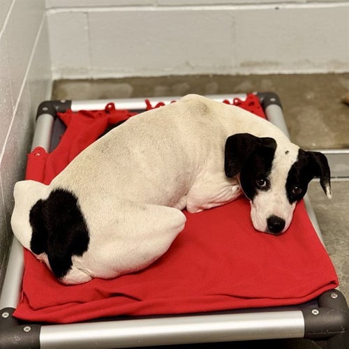 DOT - American Pit Bull Terrier available for adoption