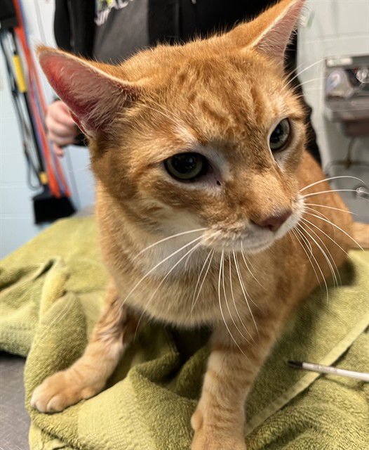 MARMALADE - Domestic Short Hair available for adoption