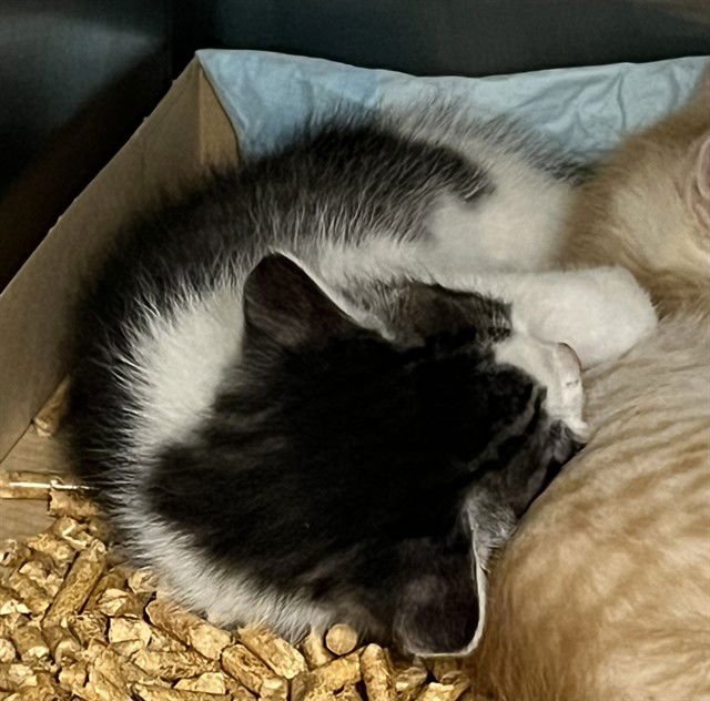 A078692 - Domestic Short Hair available for adoption