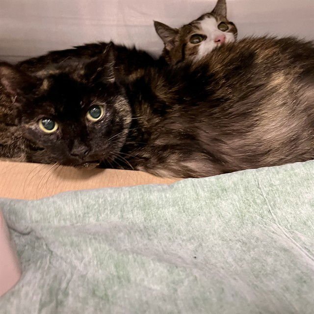 TORTY - Domestic Short Hair available for adoption