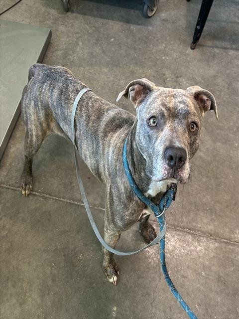 FLORA - Plott Hound available for adoption