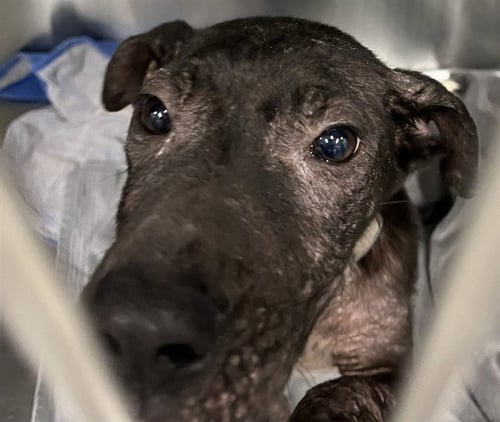 MONTANA - Labrador Retriever available for adoption