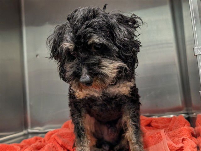 A079207 - Poodle (Miniature) available for adoption