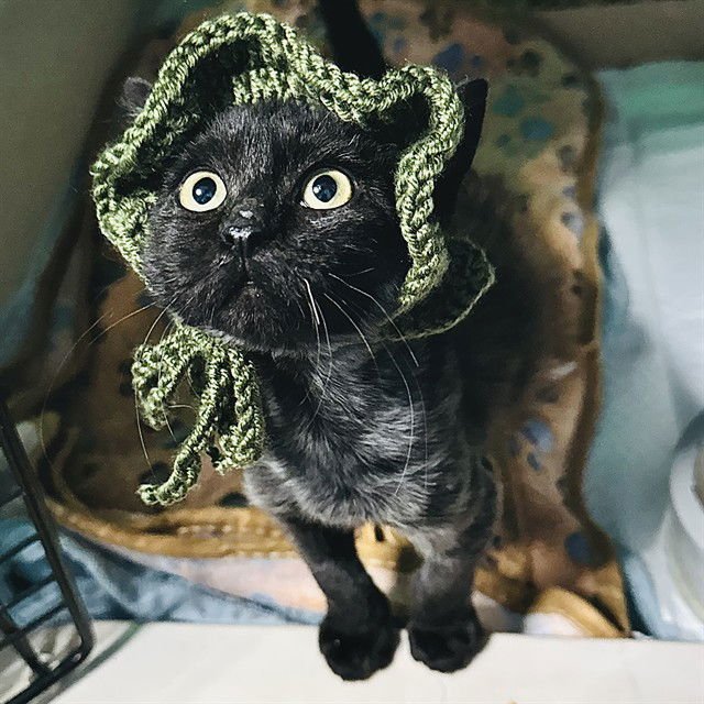 MR WORLDWIDE - Domestic Short Hair available for adoption