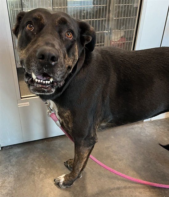 MAZIE - Catahoula Leopard Dog available for adoption