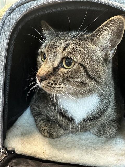 TIGER - Domestic Short Hair available for adoption