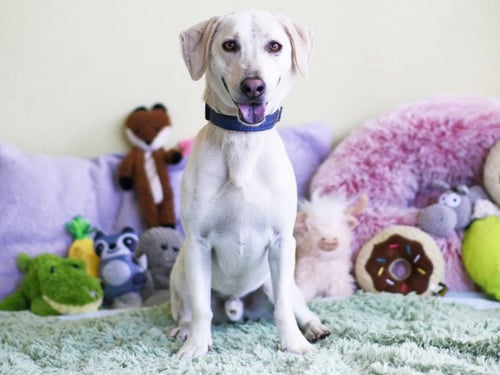 SHORTY - Labrador Retriever available for adoption