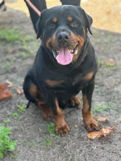 TED - Rottweiler available for adoption