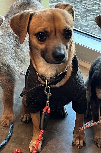 JUNIOR - Chihuahua available for adoption