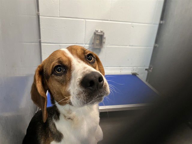 DUG - Beagle available for adoption