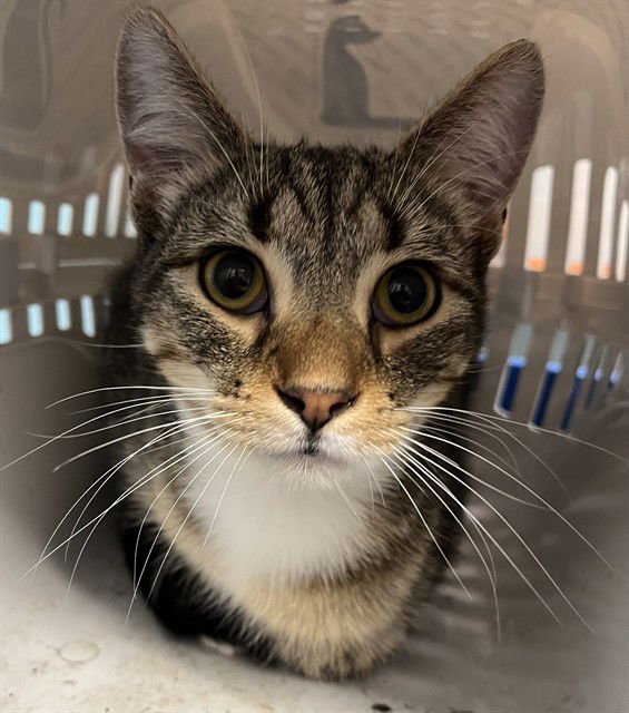 PICKLES - Domestic Short Hair available for adoption