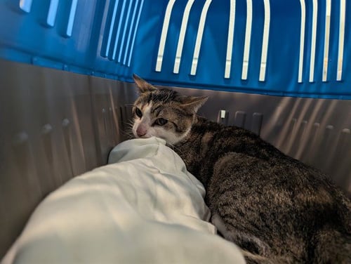 KITTY POOL - Domestic Short Hair available for adoption