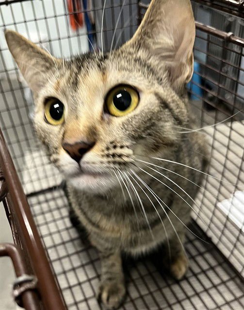 PIGLET - Domestic Short Hair available for adoption