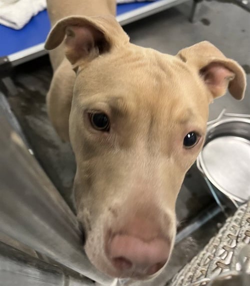 DAHLIA - Labrador Retriever available for adoption