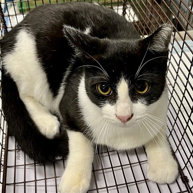 ANTHONY - Domestic Short Hair available for adoption