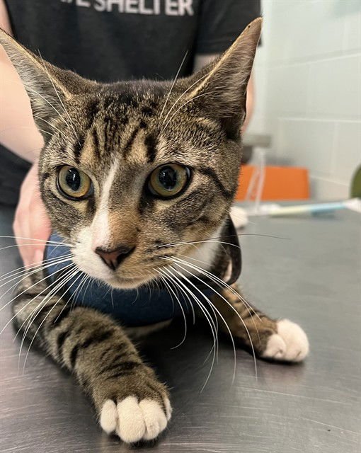 THING 2 - Domestic Short Hair available for adoption