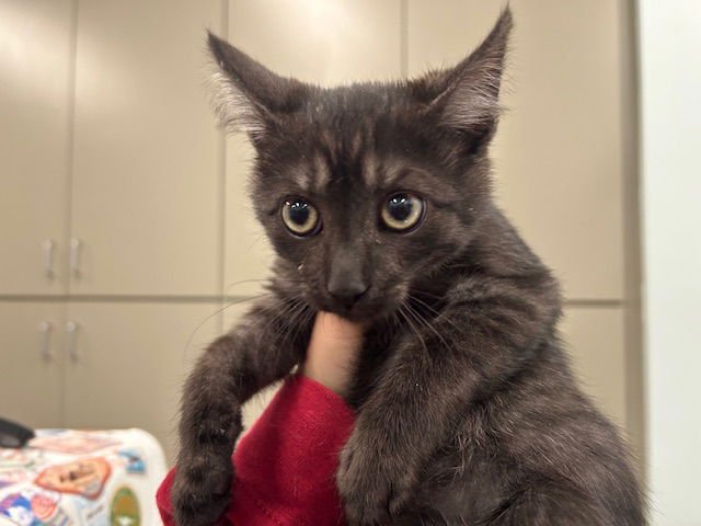 FISHSTICK - Domestic Short Hair available for adoption