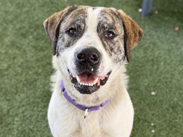 JAKE - Great Pyrenees available for adoption