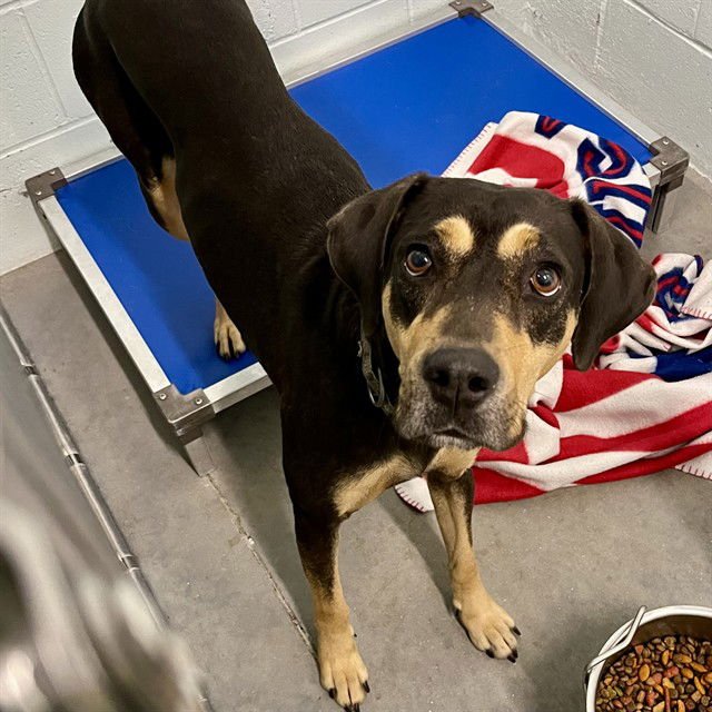TUNDRA - Rottweiler / Treeing Walker Coonhound available for adoption