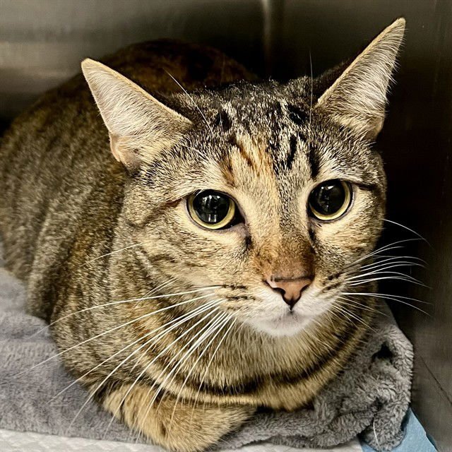 XICA - Domestic Short Hair available for adoption