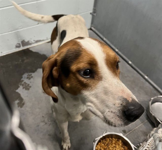 PHIL - Treeing Walker Coonhound available for adoption
