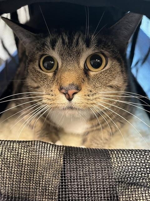 ROO - Domestic Short Hair available for adoption