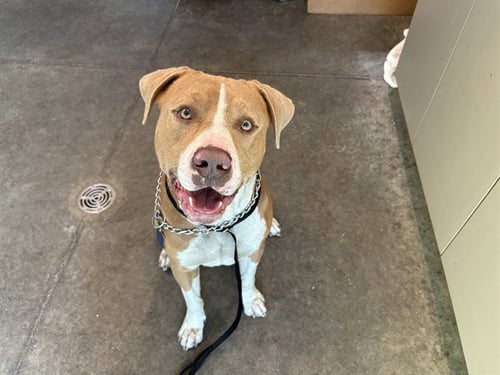 BUBBA - American Bulldog available for adoption