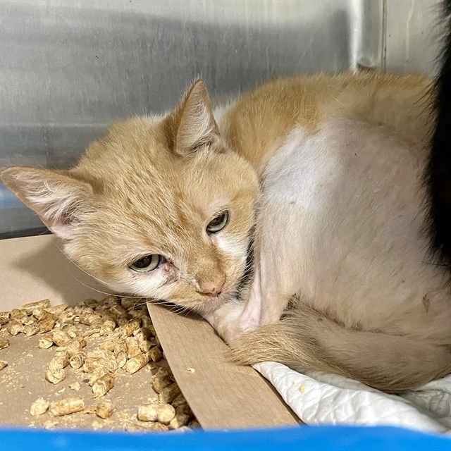 WIGGLES - Domestic Short Hair available for adoption